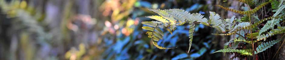 Nightangels Hamsteropdræt